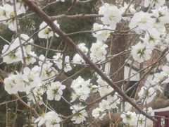 -桃花堤公园