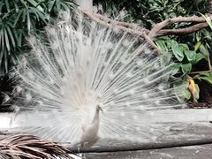 -广州长隆野生动物世界