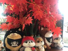 -柴犬高等学院·狗咖·柴犬售卖·宠物训练