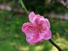 -桃花涧