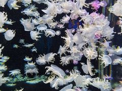 -太平洋海底世界