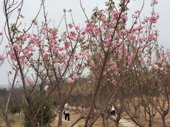 -天适樱花悠乐园