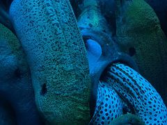 -太平洋海底世界