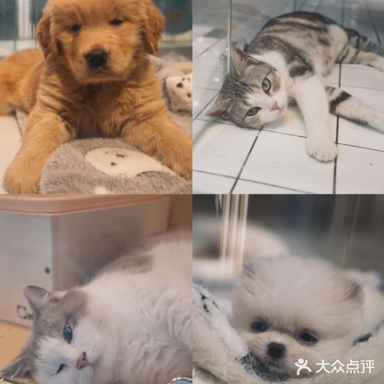 超大宠物乐园任你玩