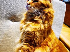 -藏猫猫咖啡主题馆(中央大道店)