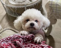 -YESIDO椰岛造型烫发染发