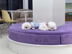 -怪兽屋·羊驼·猫咖·狗咖(俊华广场店)