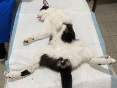 -灵美宠物诊所
