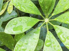 -天和百货(华南MALL店)