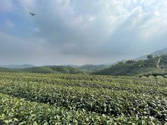 -龙坞茶村