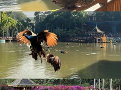 -西双版纳原始森林公园