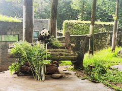 -都江堰中华大熊猫苑