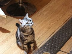 -猫色咖啡·猫咖