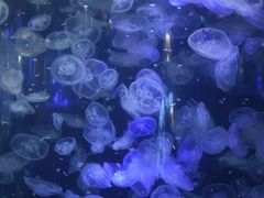 -重庆欢乐海底世界