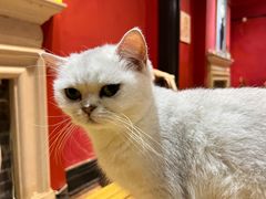 -猫色咖啡·猫咖