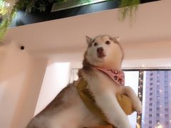 -Husky Go! 哈士奇体验馆·宠物咖啡厅狗咖