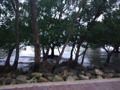 -宝安西湾红树林湿地公园