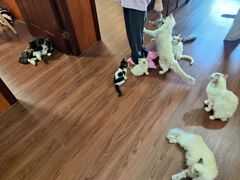 -楼上猫咖(罗湖店)