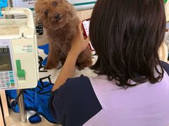 -中国农业大学动物医院