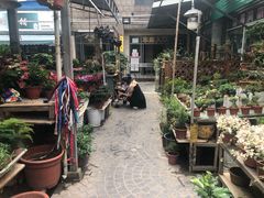 -曲阳花鸟市场(曲阳路店)
