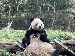 -都江堰中华大熊猫苑