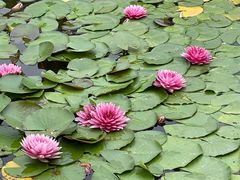 -国家植物园南园