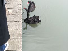 -长兴太湖图影湿地文化园