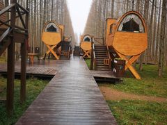 -黄海国家森林公园