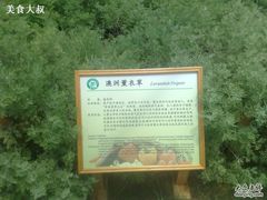 -上海都市菜园