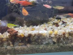 -瑞派名望24h动物医院异宠专科·猫专科·骨科·重症监护分院