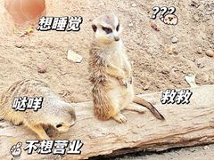 -北京野生动物园