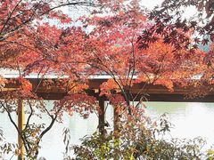 -青枫公园
