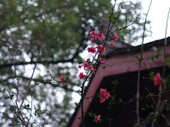 -成都市文殊院