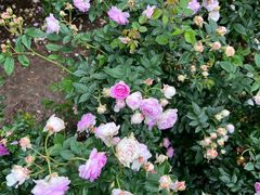 -人民公园(罗湖区)