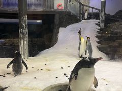 -悉尼海洋生物水族馆