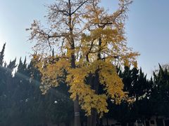 -苏州文庙(姑苏区)