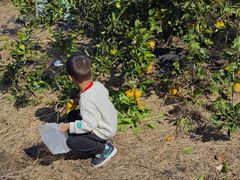 -前小桔亲子创意农场·草莓采摘·露营烧烤