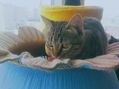 -喵店&猫咖