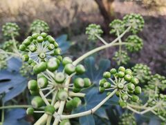 -西湖外事游船(花港观鱼码头)