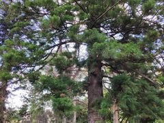 -墨尔本皇家植物园