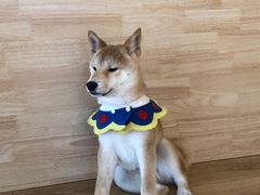 -柴犬小屋·柴餐厅·狗咖食堂(金鼎广场店)