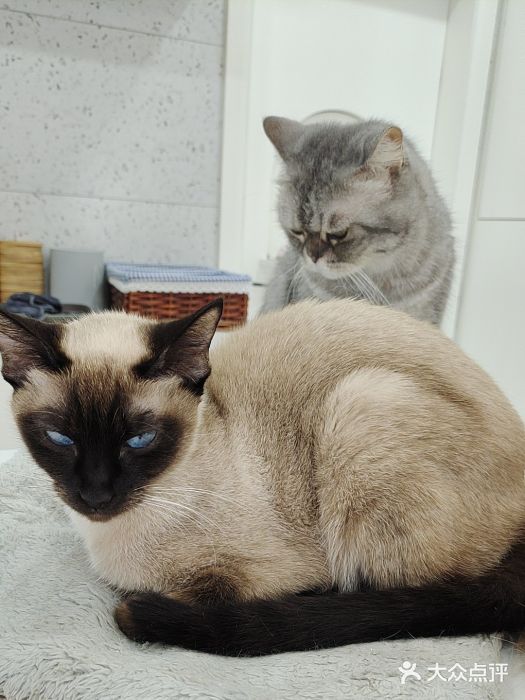 喵园·猫主题咖啡厅·撸猫·猫咖(国贸店)图片