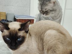 -喵园·猫主题咖啡厅·撸猫·猫咖(国贸店)