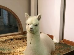-藦茜花园宠物主题亲子互动体验馆(国顺东路店)