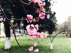 -南京农业大学(浦口校区)