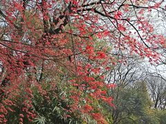 -杭州黄龙洞