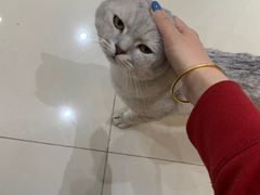 -喵百万·布偶·蓝金金渐层英短·猫舍(百子湾店)