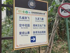 -西双版纳原始森林公园