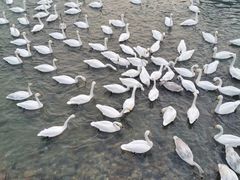 -烟墩角天鹅湖