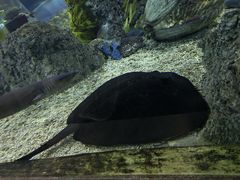-芜湖新华联大白鲸海洋公园